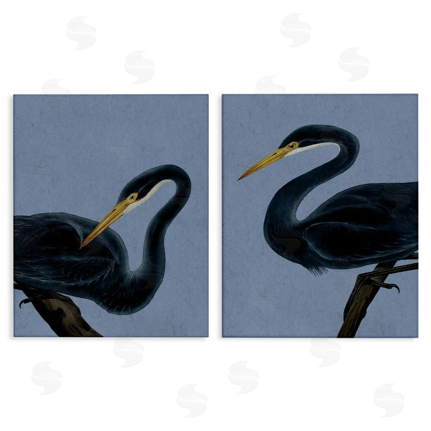 Grace Popp | Black Heron Birds