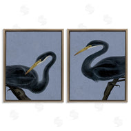 Grace Popp | Black Heron Birds