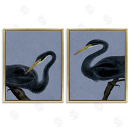 Grace Popp | Black Heron Birds