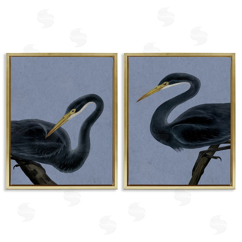Grace Popp | Black Heron Birds