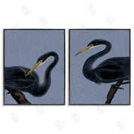 Grace Popp | Black Heron Birds
