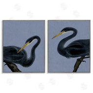 Grace Popp | Black Heron Birds