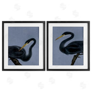 Grace Popp | Black Heron Birds