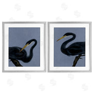 Grace Popp | Black Heron Birds
