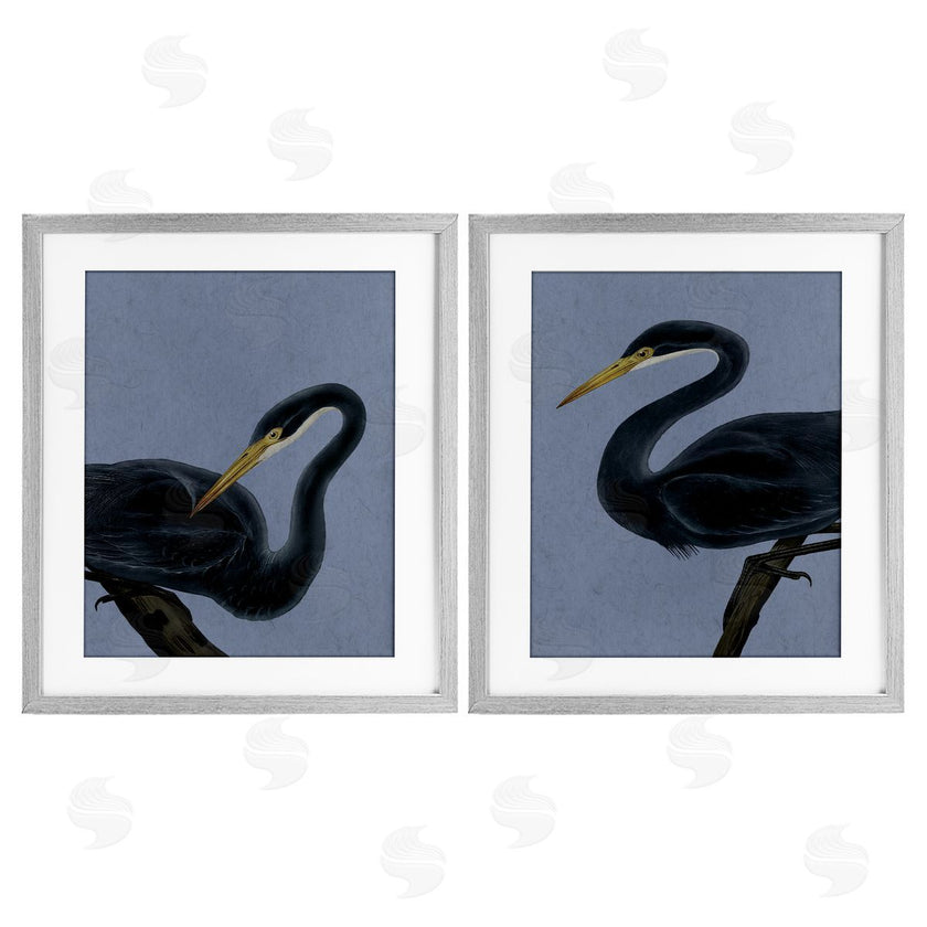 Grace Popp | Black Heron Birds