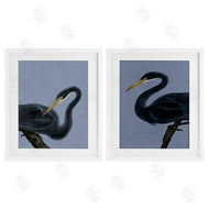 Grace Popp | Black Heron Birds