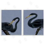 Grace Popp | Black Heron Birds