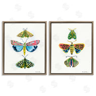 Farida Zaman | Bright Moths Symmetry