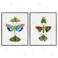 Farida Zaman | Bright Moths Symmetry