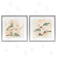 Chris Paschke | Faded Dimensional Magnolias
