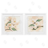 Chris Paschke | Faded Dimensional Magnolias