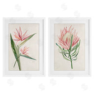 Hannah Dawson | Tropical Grace Botanicals