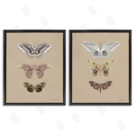 Danhui Nai | Forest Beauty Insects