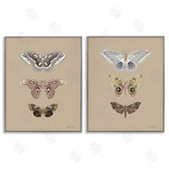Danhui Nai | Forest Beauty Insects