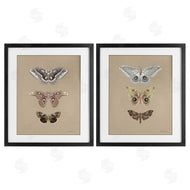 Danhui Nai | Forest Beauty Insects