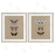 Danhui Nai | Forest Beauty Insects