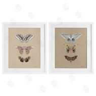 Danhui Nai | Forest Beauty Insects