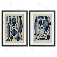 Alicia Longley | Various Vintage Blue Fish Chart