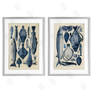Alicia Longley | Various Vintage Blue Fish Chart