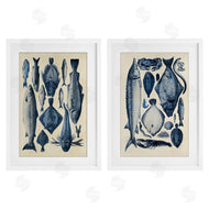 Alicia Longley | Various Vintage Blue Fish Chart