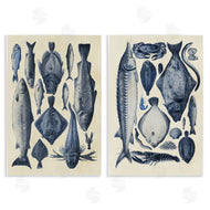 Alicia Longley | Various Vintage Blue Fish Chart