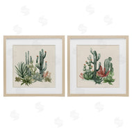 Nan | Mojave Desert Cacti