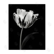 CAD Designs | Modern Flower Stark Black