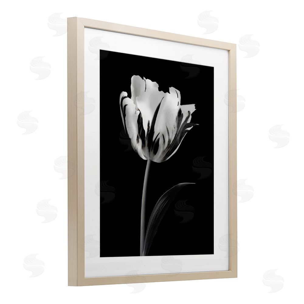 CAD Designs Modern Flower Stark Black Birch Framed Print Under Glass Art
