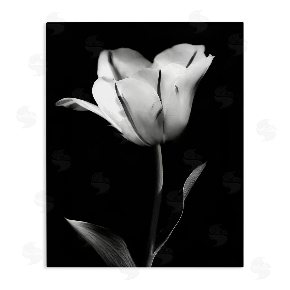 CAD Designs Modern Tulip Stark Contrast Canvas Wall Art Print