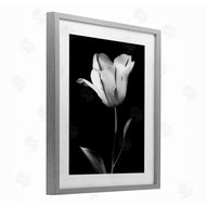 CAD Designs | Modern Tulip Stark Contrast