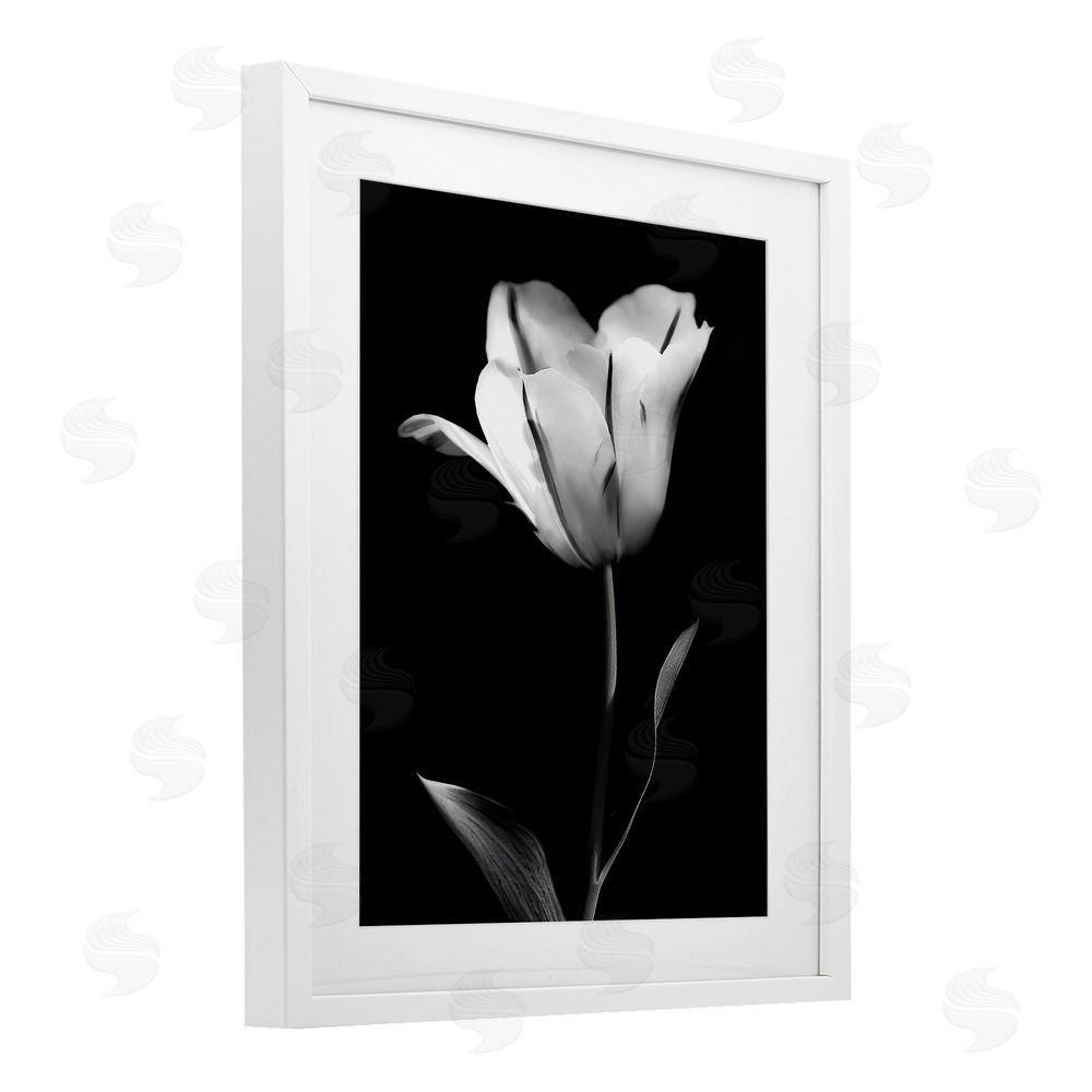 CAD Designs Modern Tulip Stark Contrast White Framed Print Under Glass Art