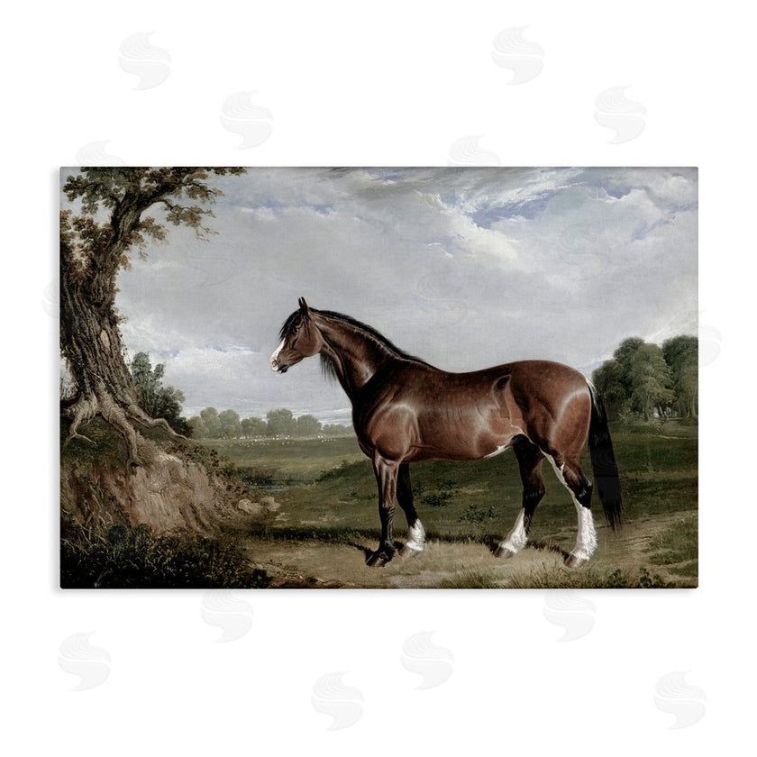 Corinne Haig | Majestic Equine Nature Portrait