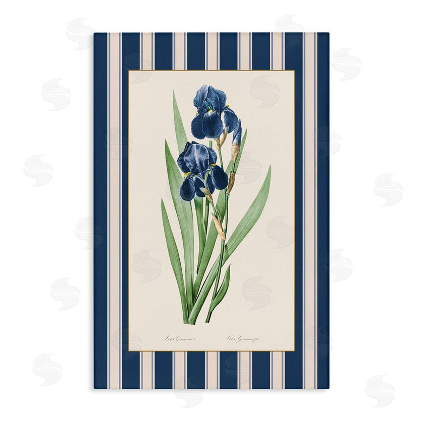Corinne Haig | Iris Study over Stripes