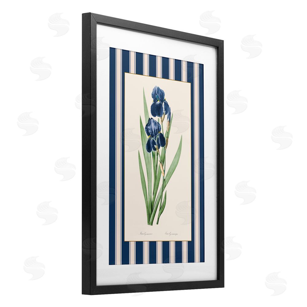 Corinne Haig Iris Study over Stripes Black Framed Print Under Glass Art