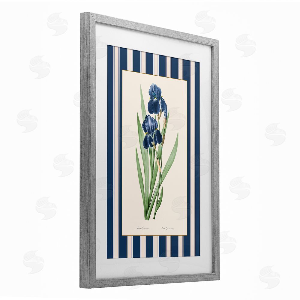 Corinne Haig Iris Study over Stripes Gray Framed Print Under Glass Art