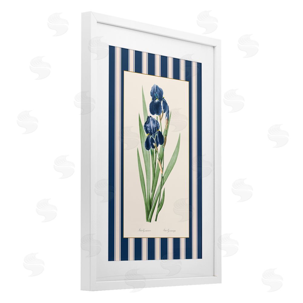 Corinne Haig Iris Study over Stripes White Framed Print Under Glass Art
