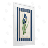 Corinne Haig | Iris Study over Stripes
