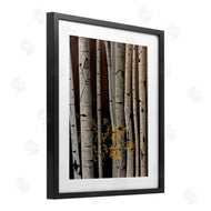 Julie Peterson | Autumnal Birch Tree Trunks