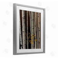 Julie Peterson | Autumnal Birch Tree Trunks