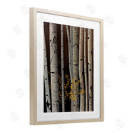 Julie Peterson | Autumnal Birch Tree Trunks