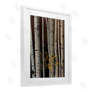Julie Peterson | Autumnal Birch Tree Trunks