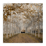 Assaf Frank | White Gold Birch Grove