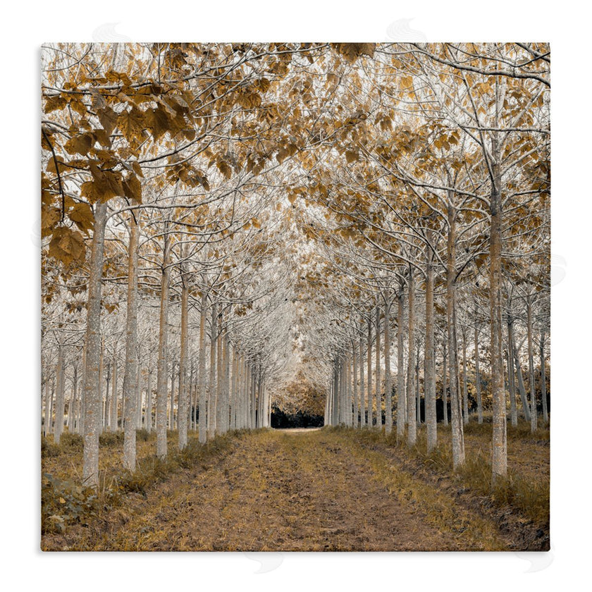 Assaf Frank | White Gold Birch Grove