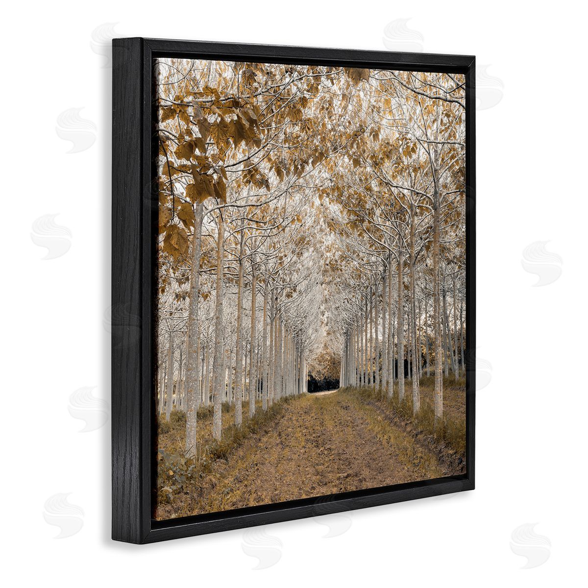 Assaf Frank White Gold Birch Grove Canvas Wall Art Print