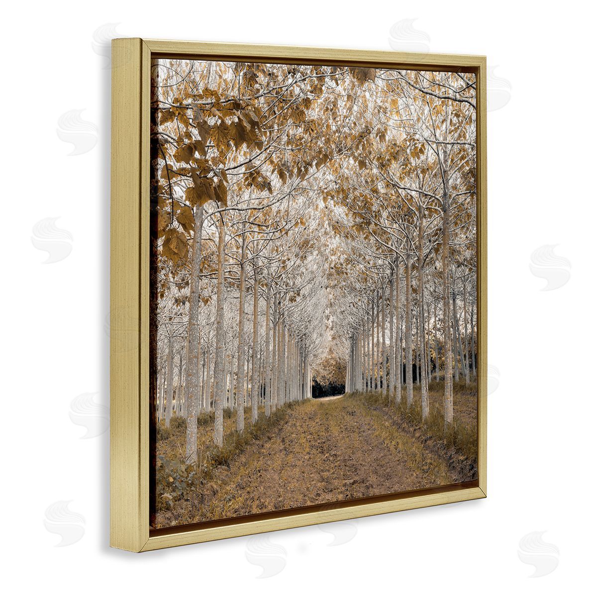 Assaf Frank White Gold Birch Grove Canvas Wall Art Print