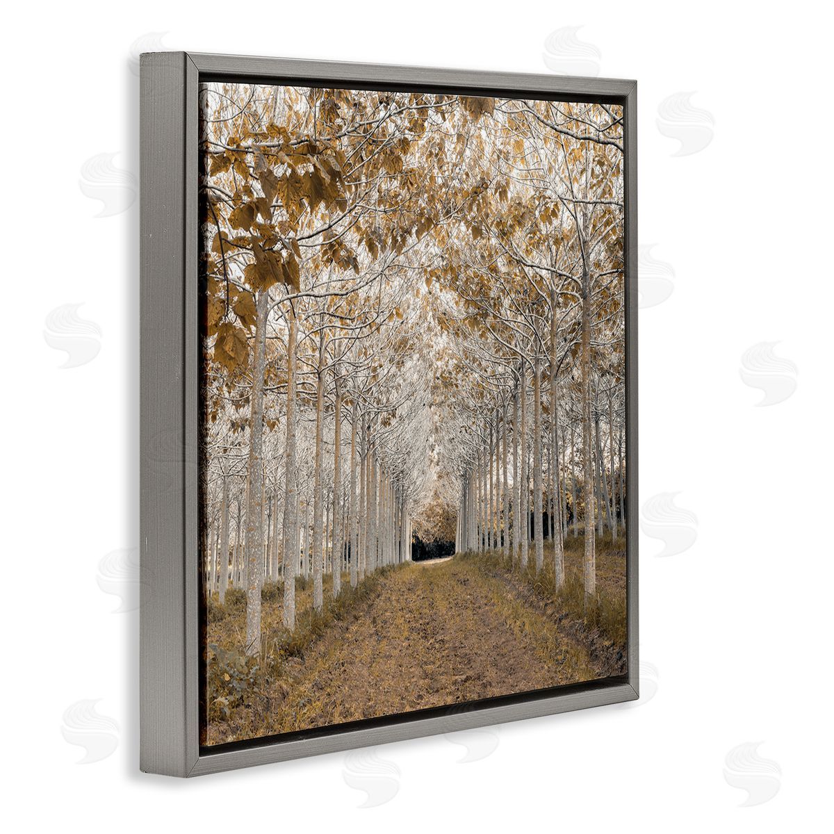 Assaf Frank White Gold Birch Grove Canvas Wall Art Print