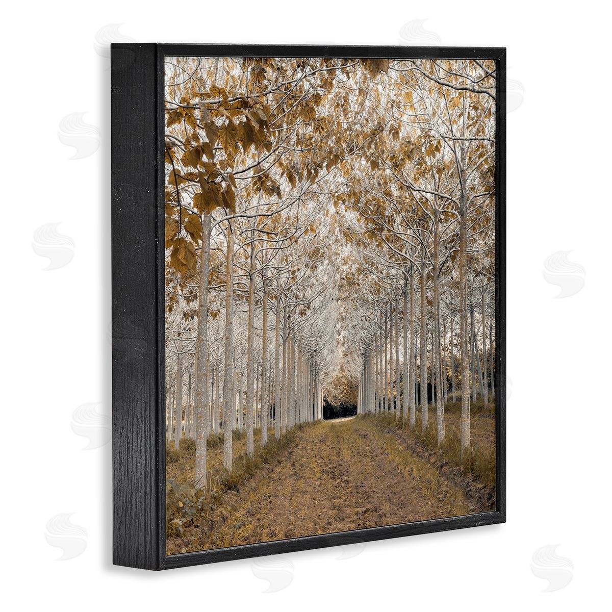 Assaf Frank White Gold Birch Grove Canvas Wall Art Print