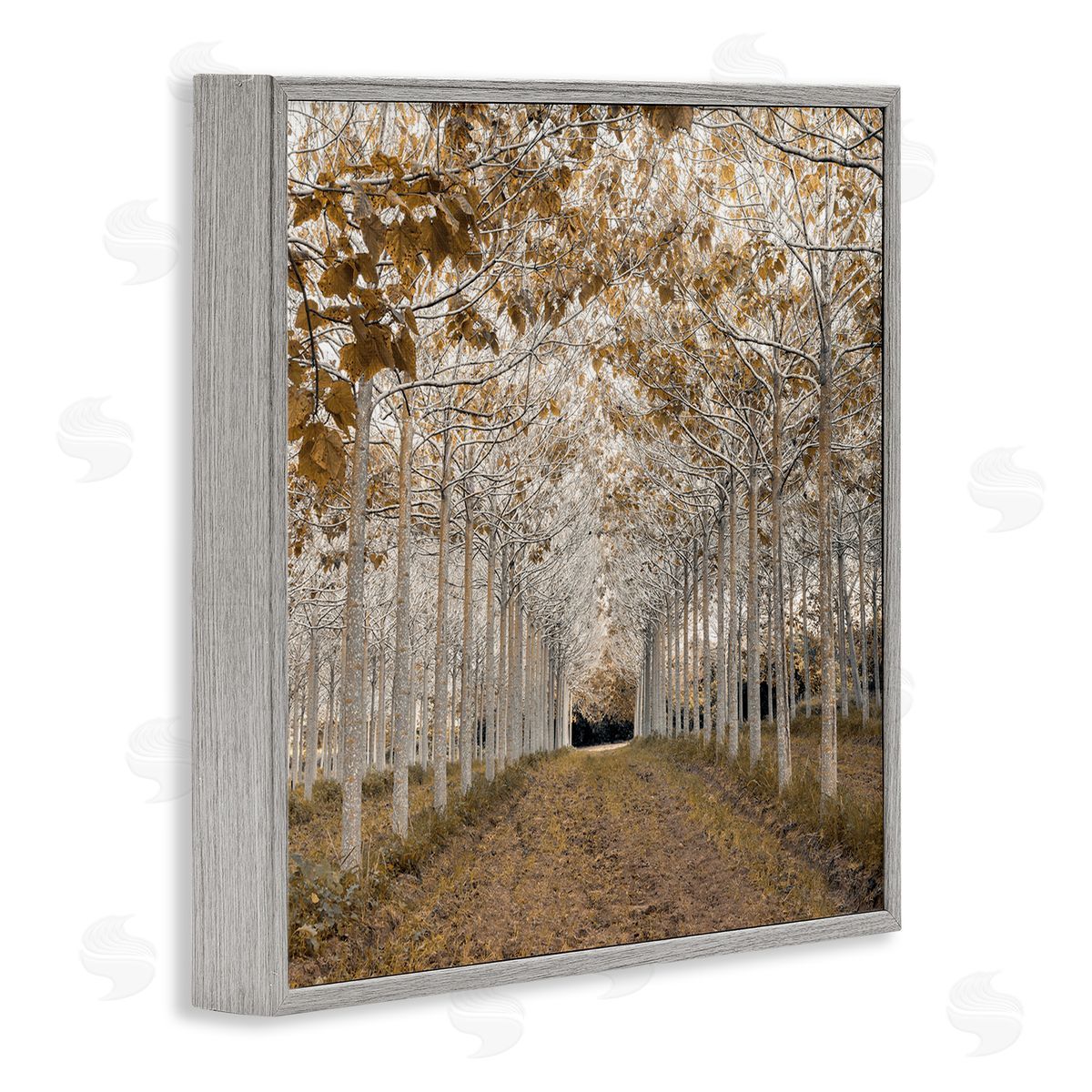 Assaf Frank White Gold Birch Grove Canvas Wall Art Print