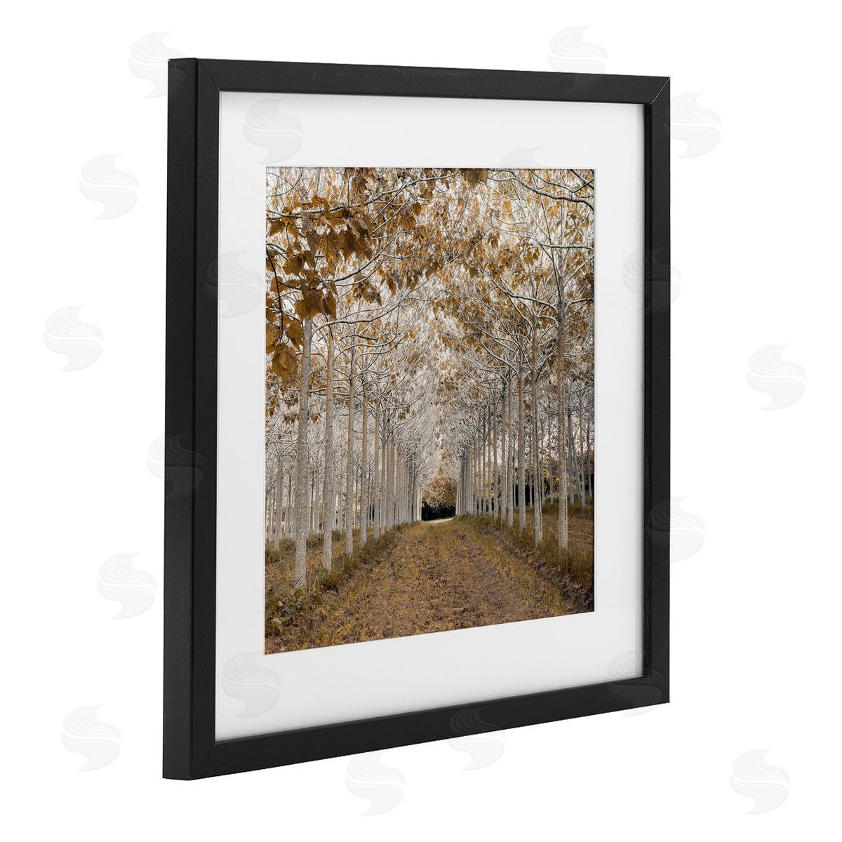 Assaf Frank White Gold Birch Grove Canvas Wall Art Print