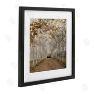 Assaf Frank | White Gold Birch Grove